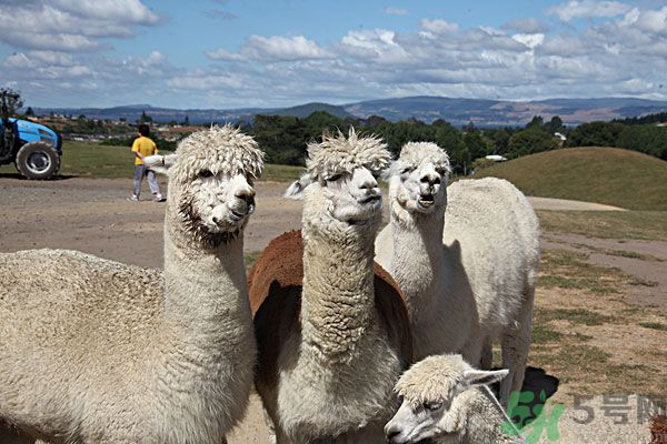 羊駝肉好吃嗎？羊駝肉能吃嗎？