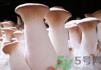 吃杏鮑菇有什么好處？吃杏鮑菇對(duì)身體好嗎？