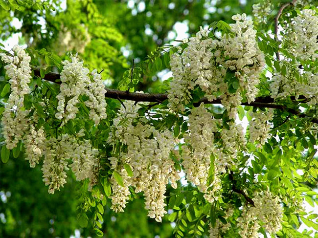 槐花怎么做好吃？槐花的做法有哪些？