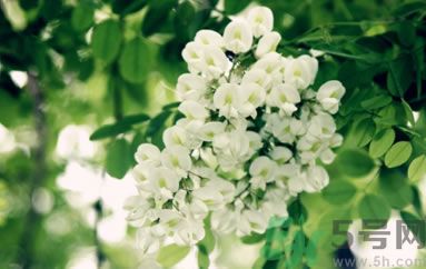 槐花怎么做好吃？槐花的做法有哪些？