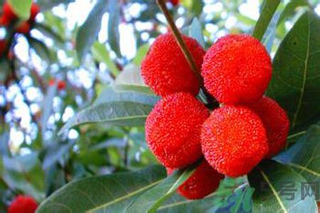 糖尿病可以吃楊梅嗎？糖尿病吃楊梅好嗎？