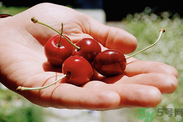 櫻桃吃多了會(huì)中毒嗎？櫻桃吃多了會(huì)拉肚子嗎？