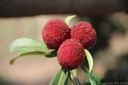 牙齦出血可以吃楊梅嗎？牙齦出出血吃楊梅好嗎？