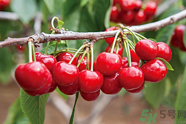 痛風(fēng)能吃櫻桃嗎？痛風(fēng)吃櫻桃可不可以？
