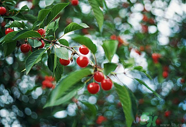 痛風(fēng)能吃櫻桃嗎？痛風(fēng)吃櫻桃可不可以？