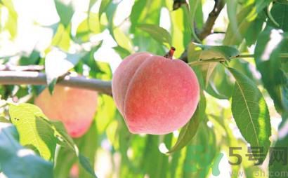 寶寶可以吃桃子嗎？寶寶吃桃子好不好？