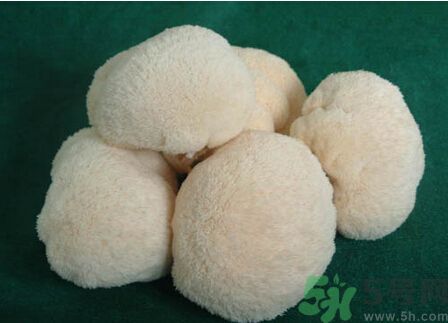 吃猴頭菇有什么好處？猴頭菇有什么營養(yǎng)價值？