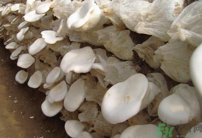 白靈菇和杏鮑菇有什么區(qū)別？白靈菇有什么營(yíng)養(yǎng)價(jià)值？