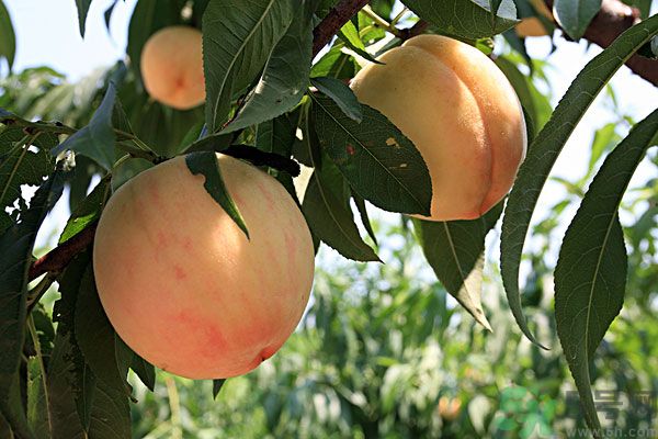 山竹和桃子能一起吃嗎？吃了山竹后能吃桃子嗎？