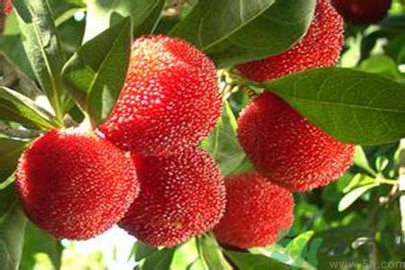 喉嚨痛可以吃楊梅嗎？喉嚨痛吃楊梅好嗎？