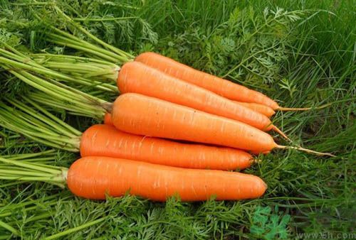 補血吃什么蔬菜好？吃什么蔬菜可以補血？