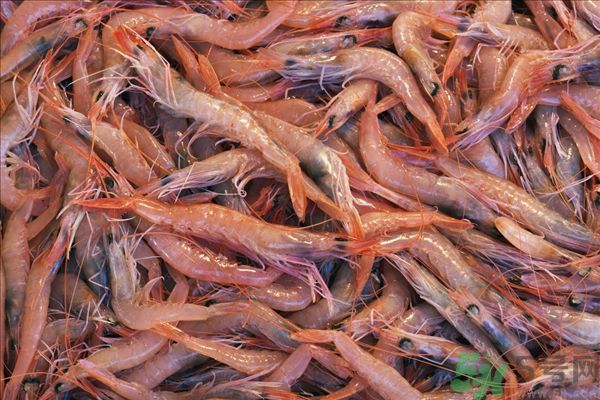 死蝦被稱腦死亡 死蝦吃了會(huì)怎么樣？