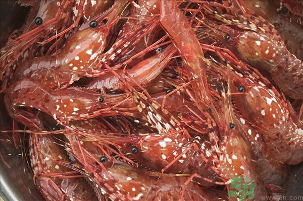 死蝦被稱腦死亡 死蝦吃了會(huì)怎么樣？