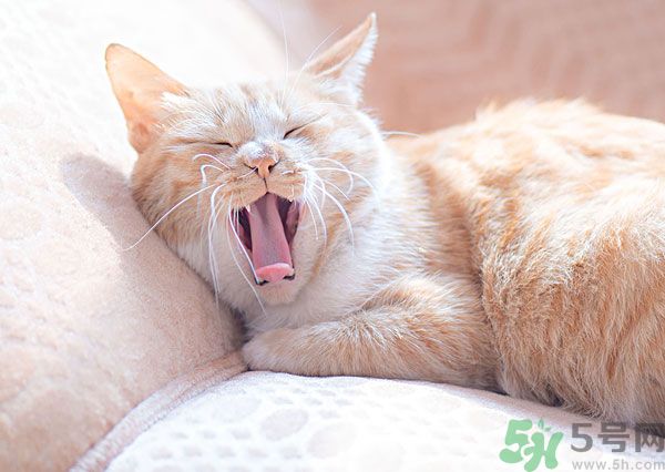 哈欠會傳染嗎？打哈欠為什么會傳染？