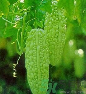 苦瓜可以和蝦一起吃嗎？苦瓜和蝦一起吃好嗎？