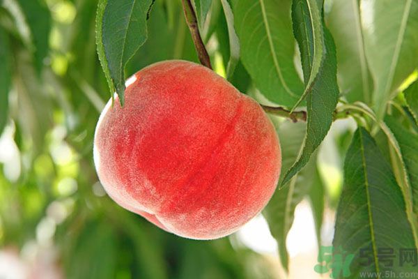 吃桃子會脹氣嗎？吃桃子注意事項有哪些？