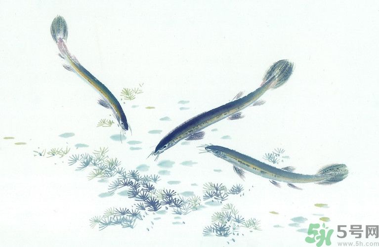 石斛和泥鰍能同吃嗎？石斛和泥鰍能一起吃嗎？