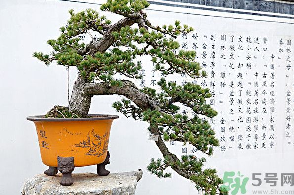 五針松松球能泡酒嗎？五針松松球泡酒有什么功效？