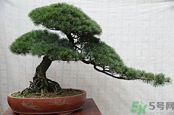 五針松松球能泡酒嗎？五針松松球泡酒有什么功效？