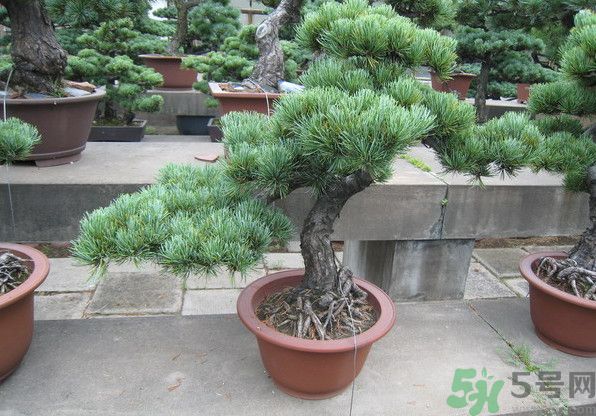 五針松松球能泡酒嗎？五針松松球泡酒有什么功效？