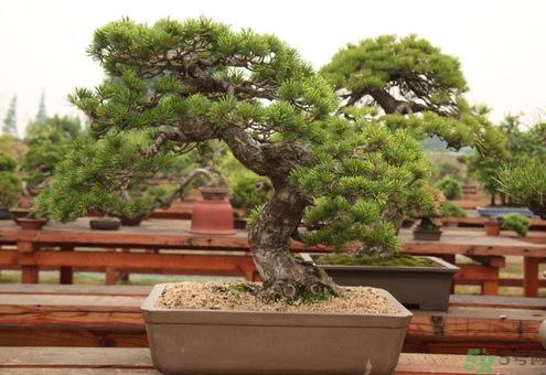 五針松松球能泡酒嗎？五針松松球泡酒有什么功效？