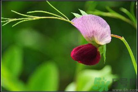 什么是蠶豆病？寶寶得了蠶豆病怎么辦？