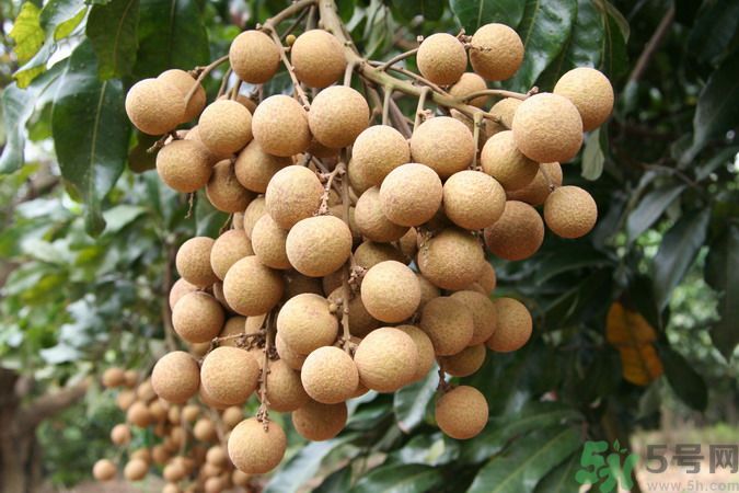 吃龍眼能夠補腦嗎？吃龍眼可以變聰明?