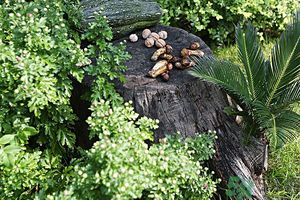 核桃樹上寄生草可以泡水喝嗎？桃樹上的寄生草的功效