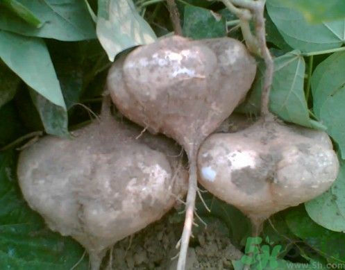 涼薯吃多了好嗎？地瓜吃多了會上火嗎？