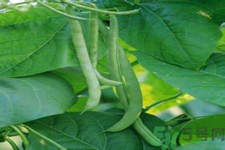 四季豆沒(méi)熟吃了會(huì)中毒嗎？吃四季豆中毒了怎么辦？