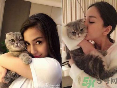 baby養(yǎng)折耳貓反對(duì)結(jié)扎被炮轟沒(méi)腦子 折耳貓真的有遺傳疾病嗎？