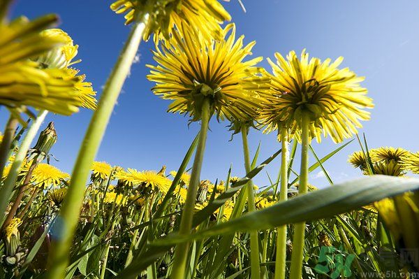 蒲公英泡茶有什么功效？蒲公英泡茶的功效是什么？