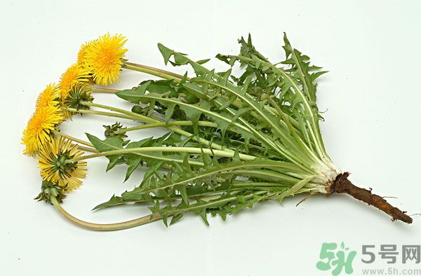 蒲公英泡水喝有副作用嗎？蒲公英泡水喝要注意什么？