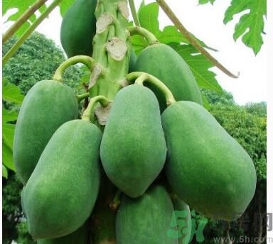 吃青木瓜可以減肥嗎？吃青木瓜有什么好處？