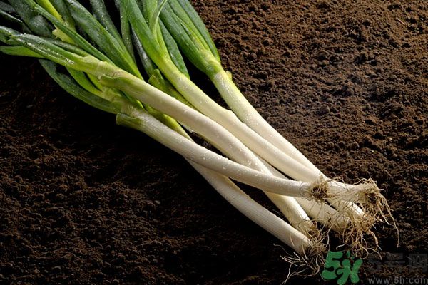 夏天上火能吃蔥嗎？夏天吃蔥會不會上火？