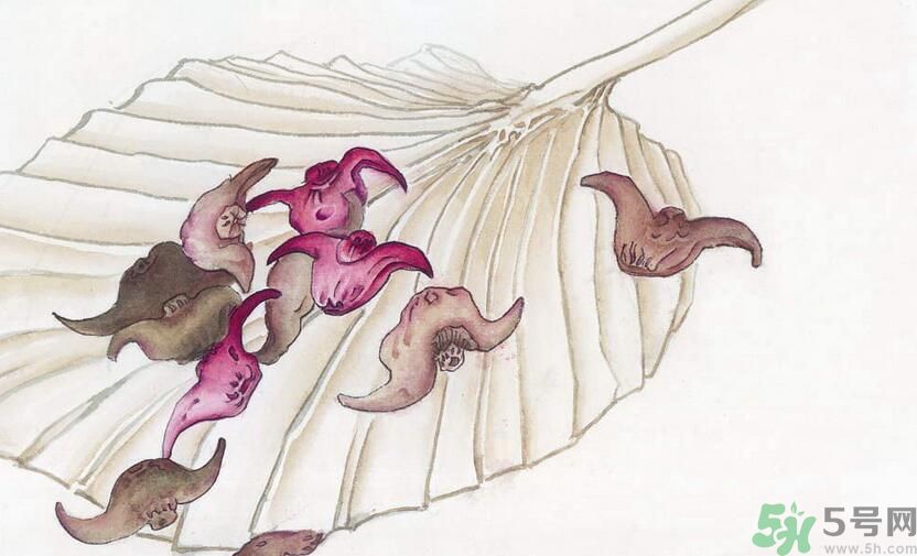 菱角是涼性的嗎？菱角是涼性還是熱性的？