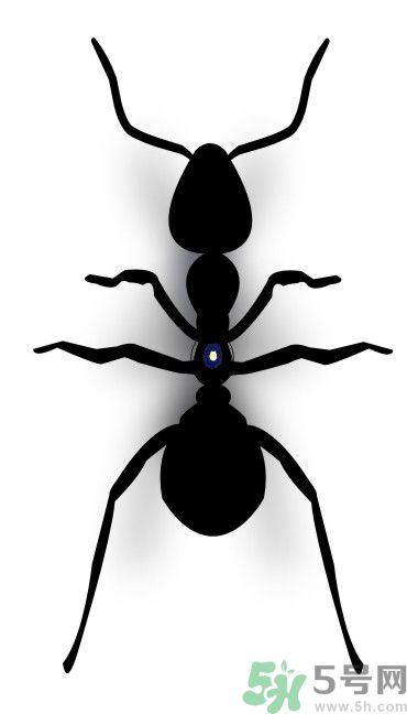 家里有螞蟻怎么辦？驅(qū)除螞蟻的方法是什么？