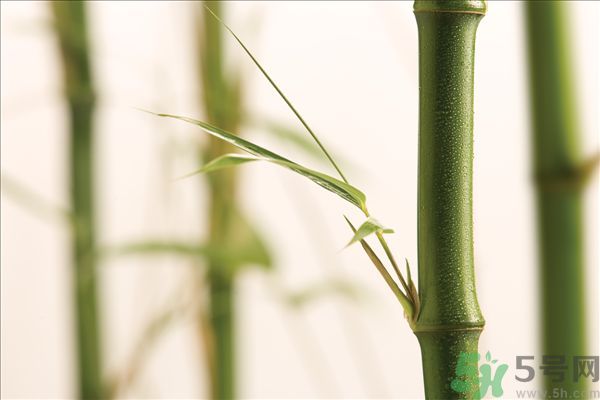減肥能吃竹筍嗎？吃竹筍會胖嗎？