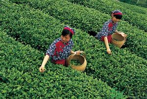 女生夏天喝什么茶最好？女生夏天適合喝什么茶？