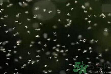 蚊子可以吃嗎？吃蚊子會怎么樣？