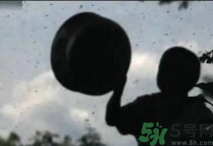 蚊子可以吃嗎？吃蚊子會怎么樣？