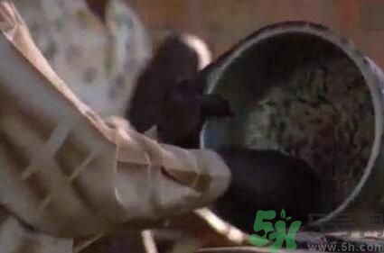 蚊子可以吃嗎？吃蚊子會怎么樣？