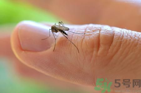蚊子可以吃嗎？吃蚊子會怎么樣？