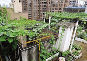 女子打造城市菜園 陽(yáng)臺(tái)可以種什么蔬菜？