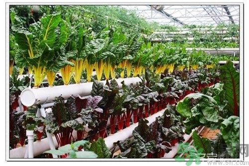 陽(yáng)臺(tái)怎么種蔬菜？陽(yáng)臺(tái)適合種什么蔬菜？