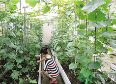 陽臺(tái)怎么種蔬菜？陽臺(tái)適合種什么蔬菜？