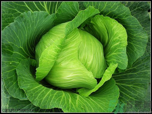 包菜外面的葉子壞了里面還能吃嗎？包菜壞了一部分還能吃嗎？