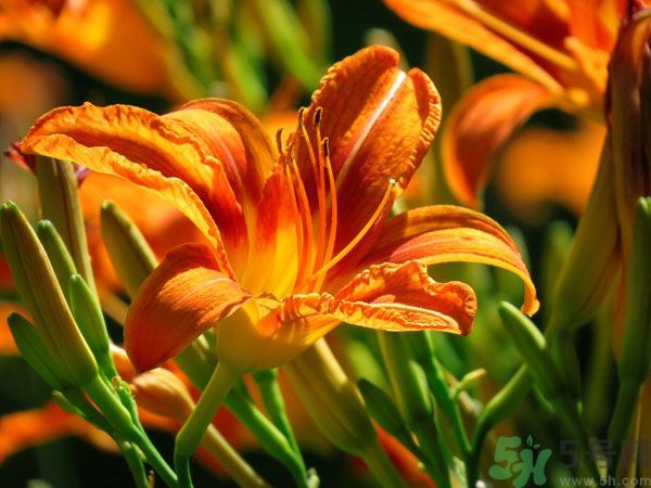 吃辣椒可以去除濕氣嗎？辣椒能去濕氣嗎？