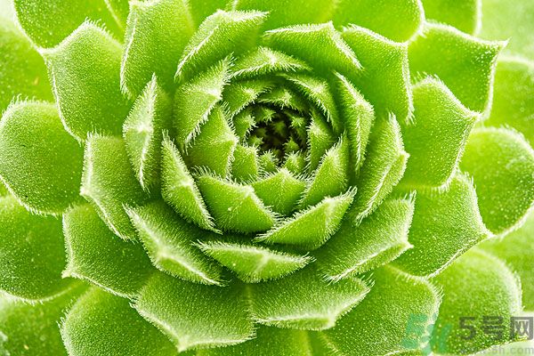 多肉植物需要澆水嗎？多肉植物澆水可以澆到葉子上嗎？