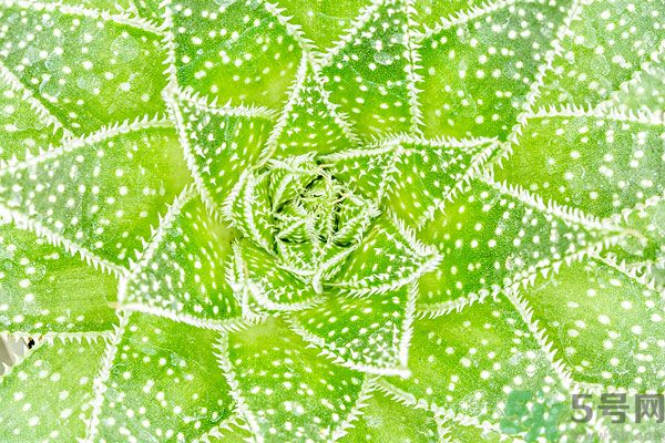 多肉植物需要澆水嗎？多肉植物澆水可以澆到葉子上嗎？